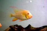 Albino Heckelii - Geopharus Cichlid Live Fish (Size 4.5"-5”)